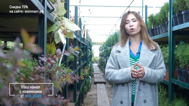 ГОЛУБАЯ ЕЛЬ станет ЗЕЛЕНОЙ? если вы не знаете этого?♀️