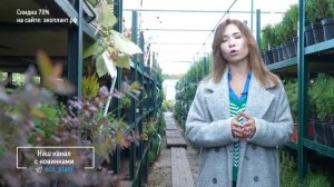 ГОЛУБАЯ ЕЛЬ станет ЗЕЛЕНОЙ? если вы не знаете этого?♀️