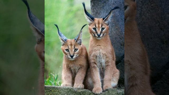 Топ 10 самых красивых животных. смотреть онлайн