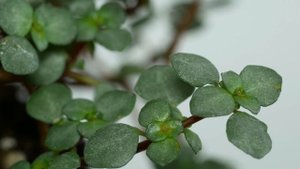 Pilea glauca / libanensis (Kanonierblume)