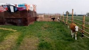 содержание телят на улице, построил денник