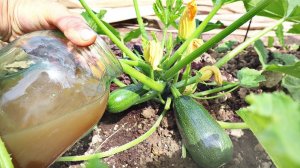 Как поливать кабачки летом в жару? Как подкармливать кабачки в жару? Уход в июле августе кабачки