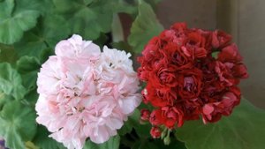 Пеларгонии старички и новички?❤? Monseruds Rosen, dovepoint, bold gold, lady Gertrude