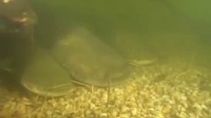 Диалоги о рыбалке.Подводная охота