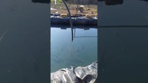 Замена воды в пруду после зимы.