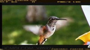 Полёт колибри под музыку ??