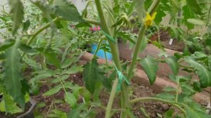 Формирование томатов в 2 и 3 ствола.