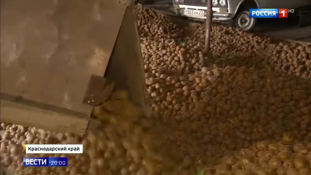 Киви собирают в Краснодарском крае смотреть онлайн