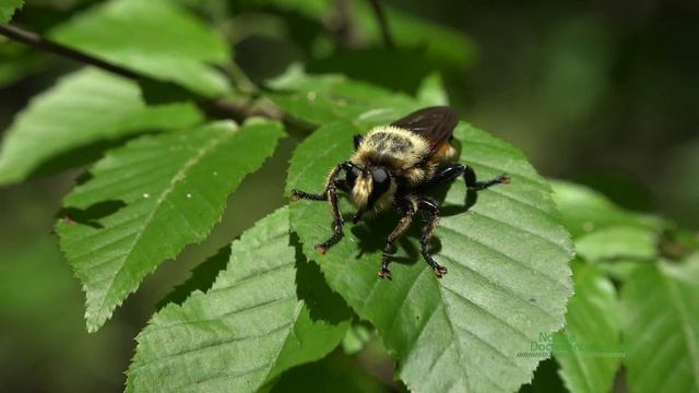 A Bumblebee Mimic Robber Fly (Laphria macquarti) Hunting in SERC смотреть онлайн
