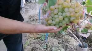 Виноград Столетие и Синдикат урожай 2021