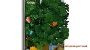 Петрушка обыкновенная Обыкновенная листовая ? обзор: как сажать, семена петрушки