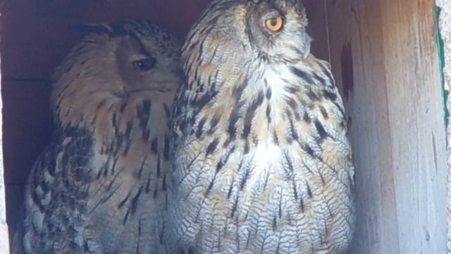 А вам слабо? Сова поворачивает голову назад. Ижевск. Зоопарк. смотреть онлайн