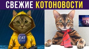 Приколы с котами. Свежие КОТОНОВОСТИ | Мемозг #246