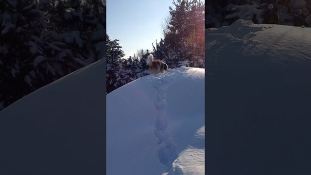 IMG 0956 Ненецкая оленегонная лайка