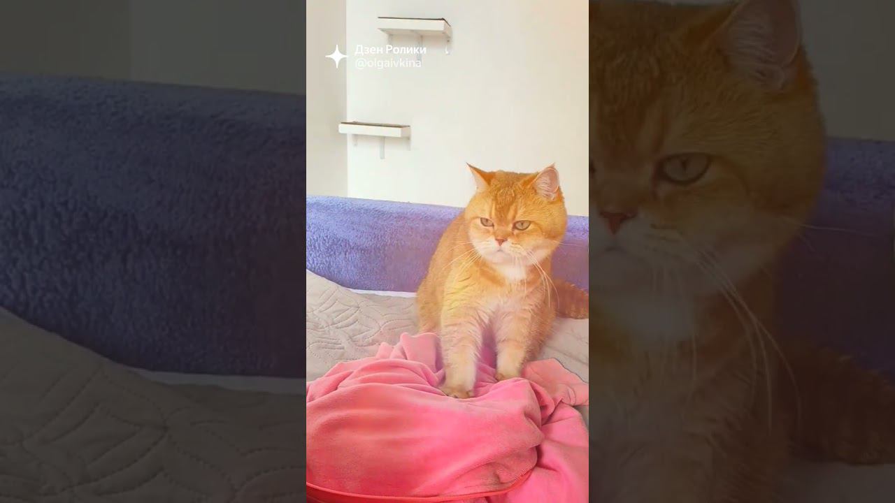 #котики #безкотаижизньнета #смешныекоты #релакс