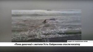 БЕЗ КОММЕНТАРИЕВ: ЖИТЕЛИ УСТЬ-ХАЙРЮЗОВА СПАСЛИ КОСАТКУ