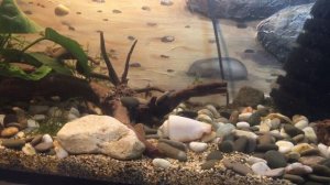 Сомы в аквариуме 60 литров?