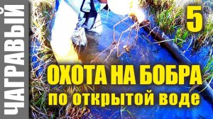 Охота на бобра капканами по открытой воде 1. Beaver hunting on open water 1.