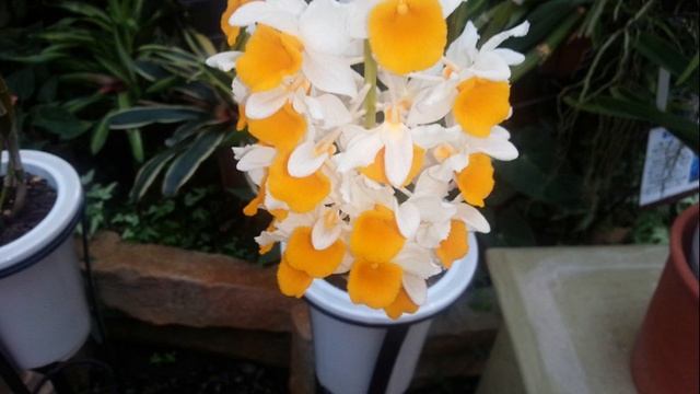 もらい泣き ピアノソロver смотреть онлайн