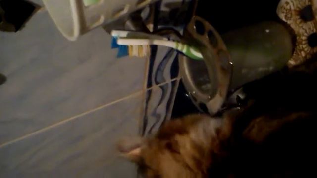 Чистит зубы #кот-Пит смотреть онлайн