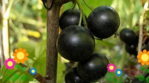 Смородина черная Селеченская 2. Краткий обзор, описание характеристик, где купить саженцы