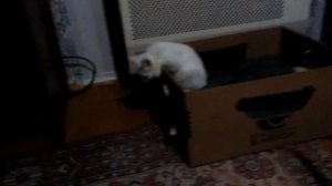 Кот повесился!