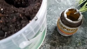Стрижка переросшей рассады ГВОЗДИКИ КИТАЙСКОЙ !