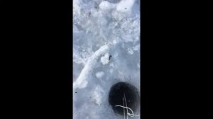 Ловля на косынки зимой часть 1 (отличный улов)