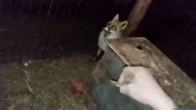 502. Маркиза - дневник приручения дикой лисы, ем только то что нравится. смотреть онлайн