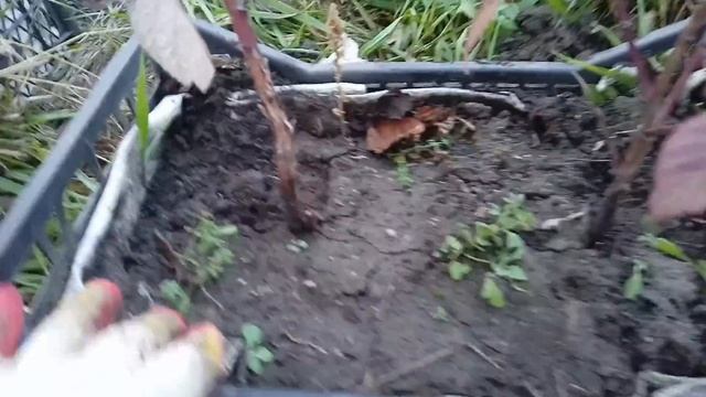 Малина маравилла,заготавливаем маточный  корень смотреть онлайн