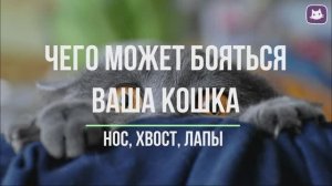 Чего может бояться ваша кошка?