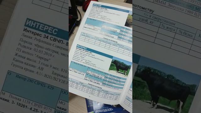 Вологодское смотреть онлайн