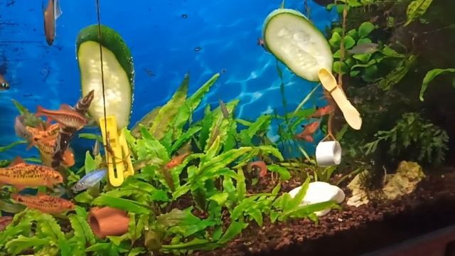 Мой 100 л аквариум в ноябре/Кормежка огурцом/My 100 l tank in November 2023/Fish eat cucumber смотреть онлайн
