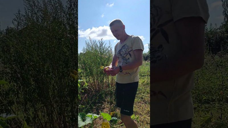 Повторное ручное опыление женского цветка гигантской тыквы. Огород...