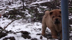 Чау-чау смуф