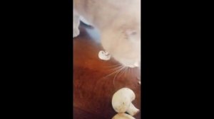 кот Месси-вегетарианец