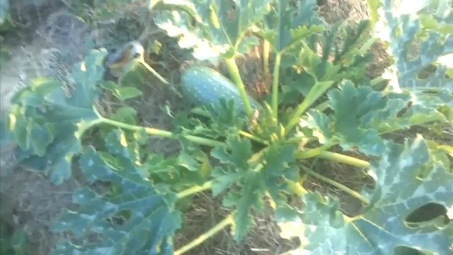 Природное земледелие. Огород своими руками