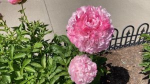 2021 Bloom Season - Pink Cotton Candy (Reath, D.L., 2000)