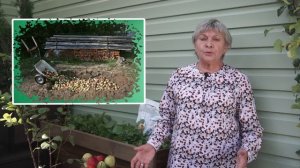 Можно ли утилизировать падалицу яблок в компостной куче ✔️ Что делать с падалицей яблонь