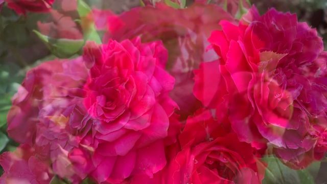 Роза "Ред Леонардо да Винчи" (Rose Red Leonardo da Vinci) 9 августа 2021 г. смотреть онлайн