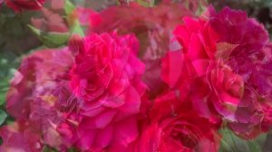 Роза "Ред Леонардо да Винчи" (Rose Red Leonardo da Vinci) 9 августа 2021 г.