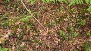 В поиске первых летних грибов в Марий Эл и немного рыбалки