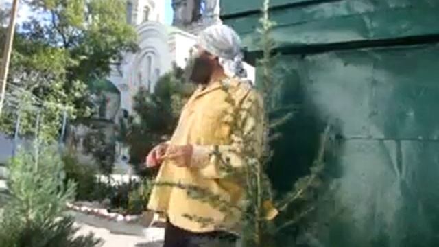 Кедр атласский метасеквойя Рост высота и толщина 26 10 2020 смотреть онлайн