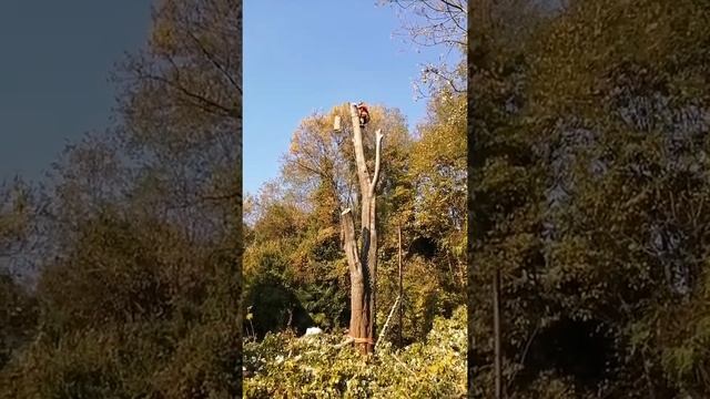 Спил сложных деревьев с завеской частей в Сочи. Тополь.