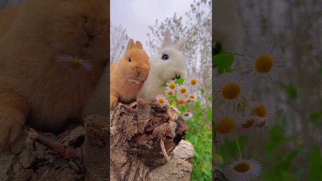 маленькие кролики-кушают ромашку