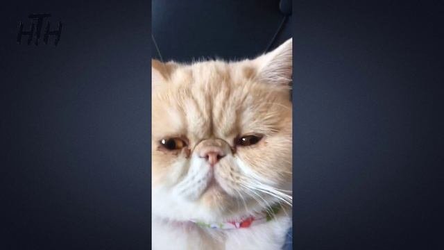 ? CATS PURRING Videos ? Cat Purr Sound ASMR | CUTE