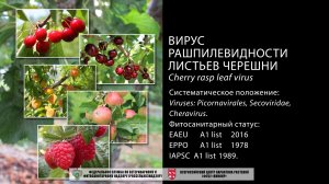 Вирус рашпилевидности листьев черешни (Cherry rasp leaf virus)