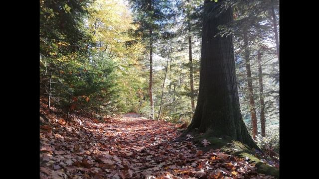 Maha Mrityunjaya Mantra_Rezitation_Addis Buchanan смотреть онлайн