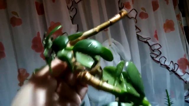 Денежное Дерево-3. Крассула/Толстянка и кот Маркиз. Пересадка ветки из воды в грунт смотреть онлайн