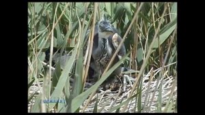 Лебяжьи острова